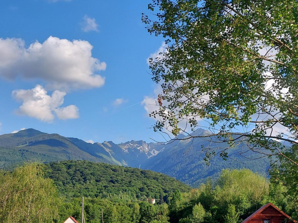 Cabana Casa Lu'Baciu Arpaşu de Sus Εξωτερικό φωτογραφία